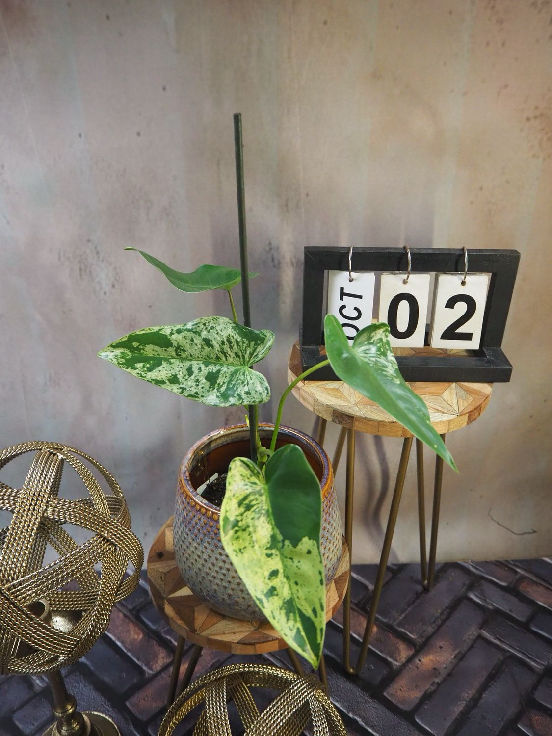 Philodendron Ilsemanii #2 Philodendron Ilsemanii #2