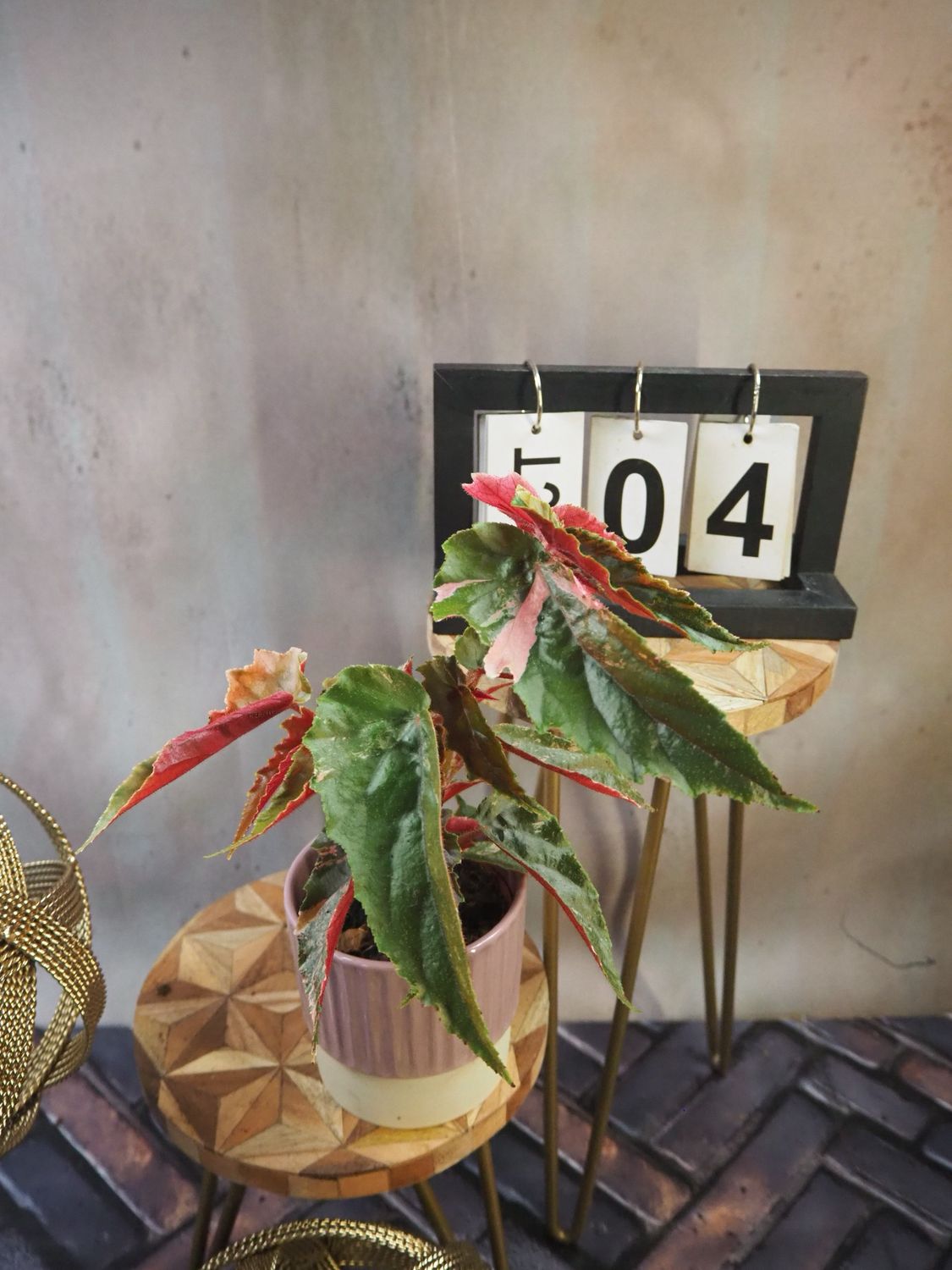 Begonia Ginny Galaxy #4 Begonia Ginny Galaxy #4