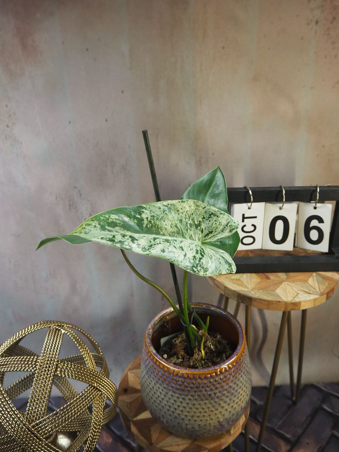 Philodendron Ilsemanii #6 Philodendron Ilsemanii #6