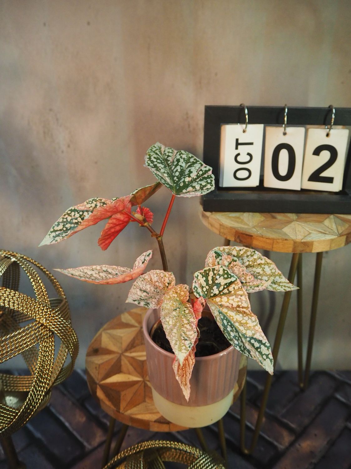 Begonia SnowCap Variegata #2 Begonia SnowCap Variegata #2