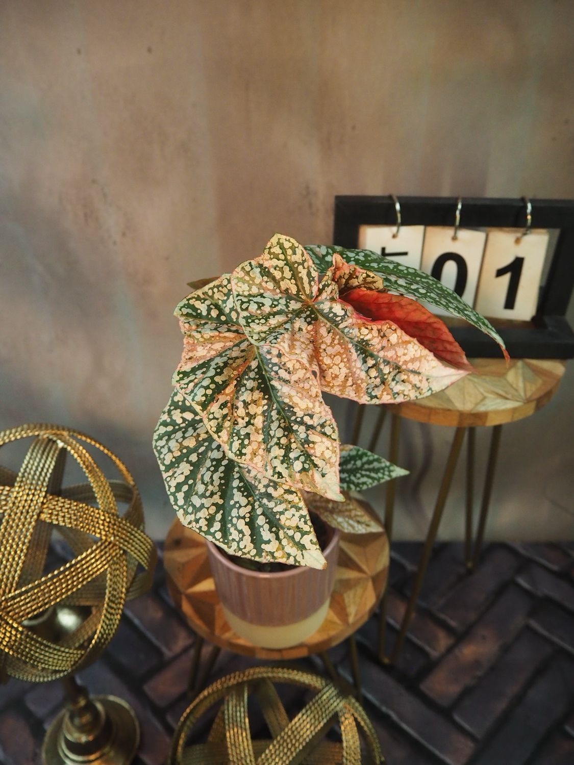 Begonia SnowCap Variegata #1