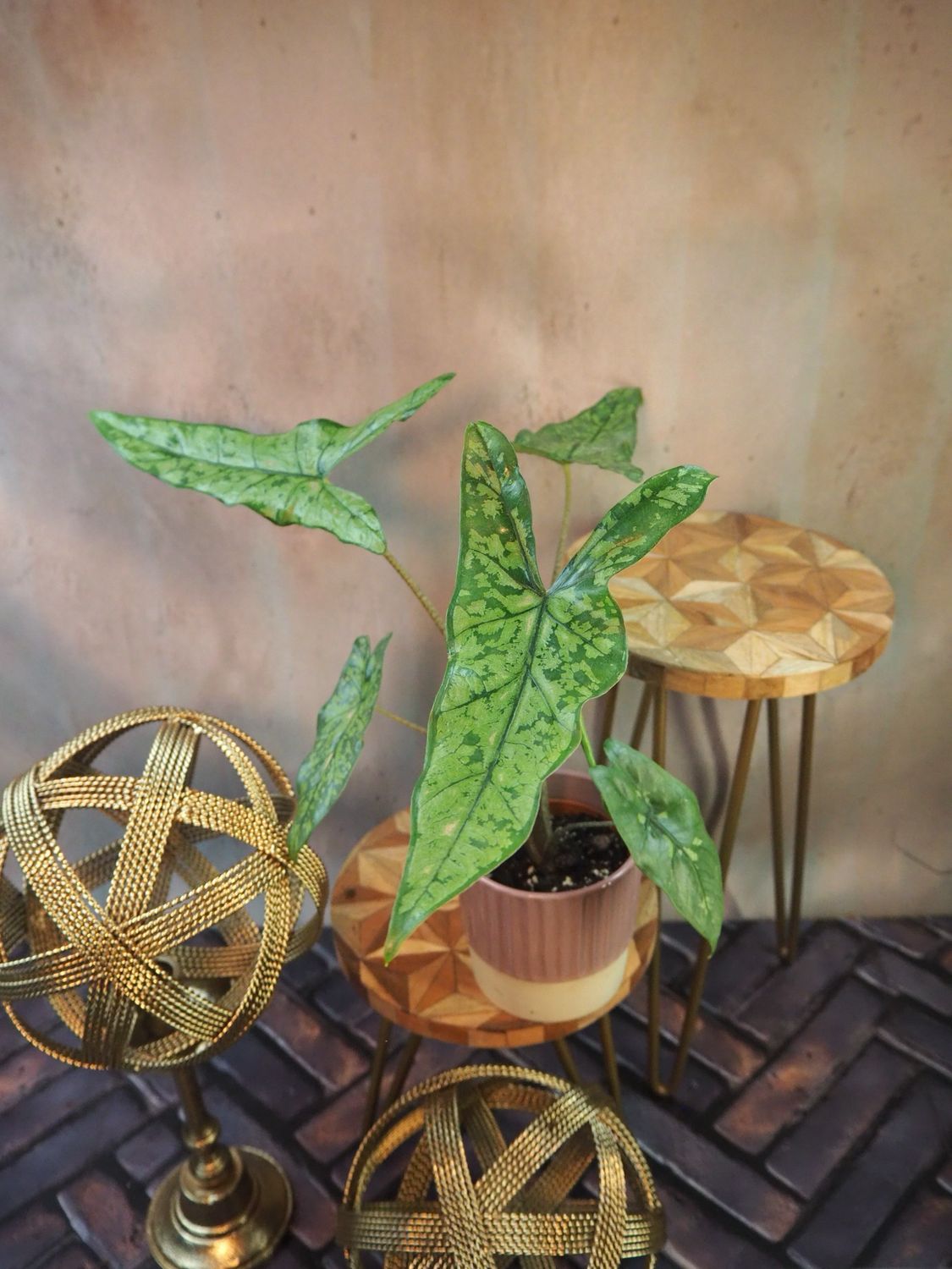 Alocasia Shatterd Glass Alocasia Shatterd Glass