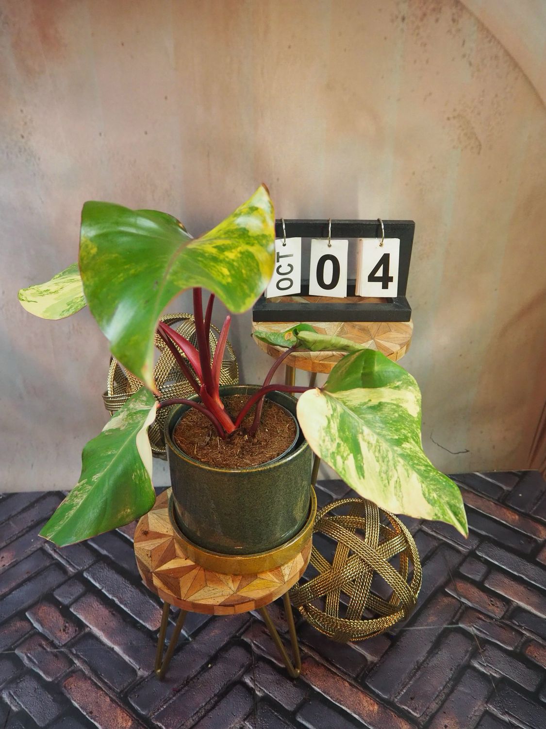 Philodendron Strawberry Shake #IV Philodendron Strawberry Shake #IV