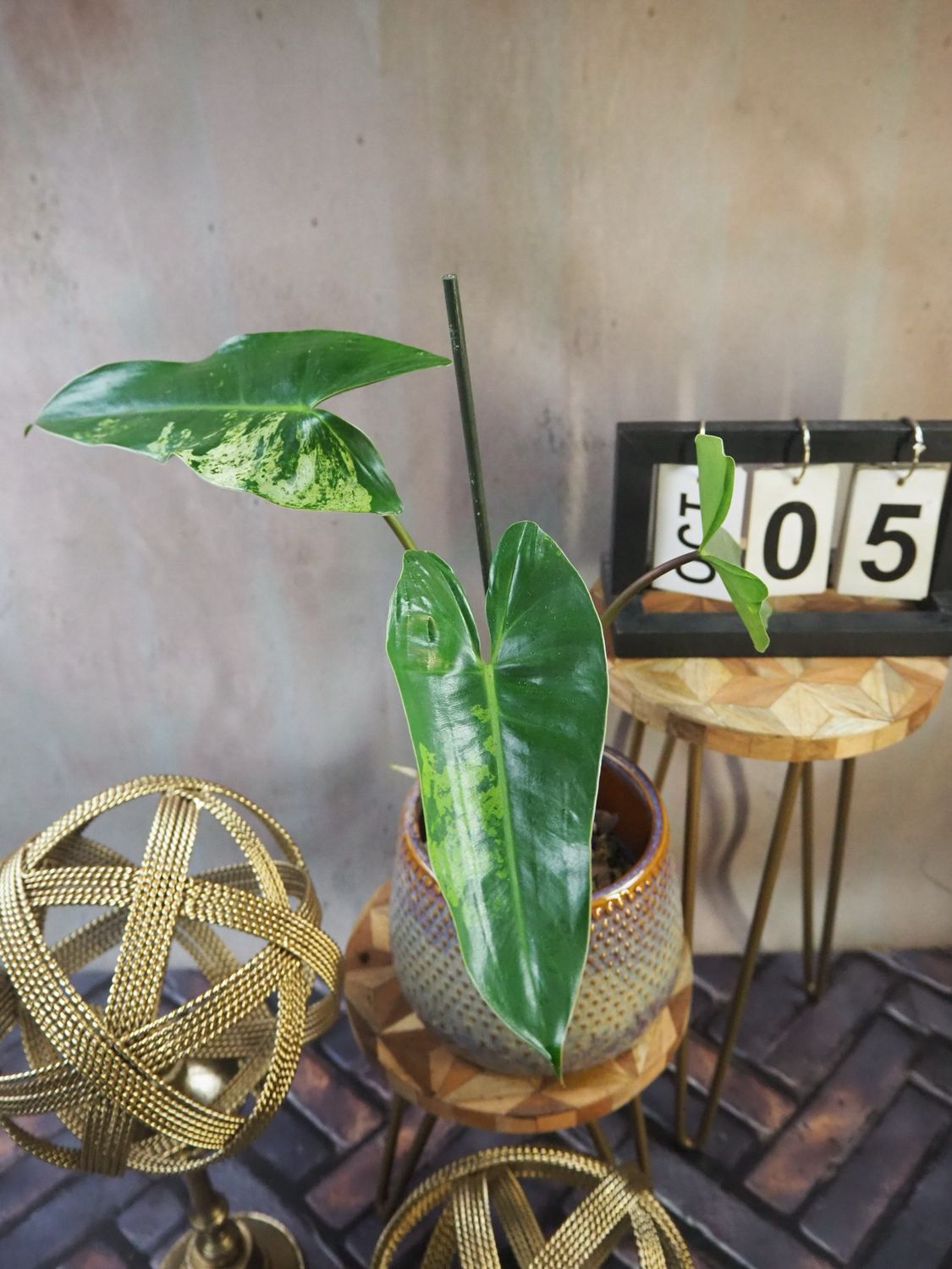 Philodendron Ilsemanii #5 Philodendron Ilsemanii #5
