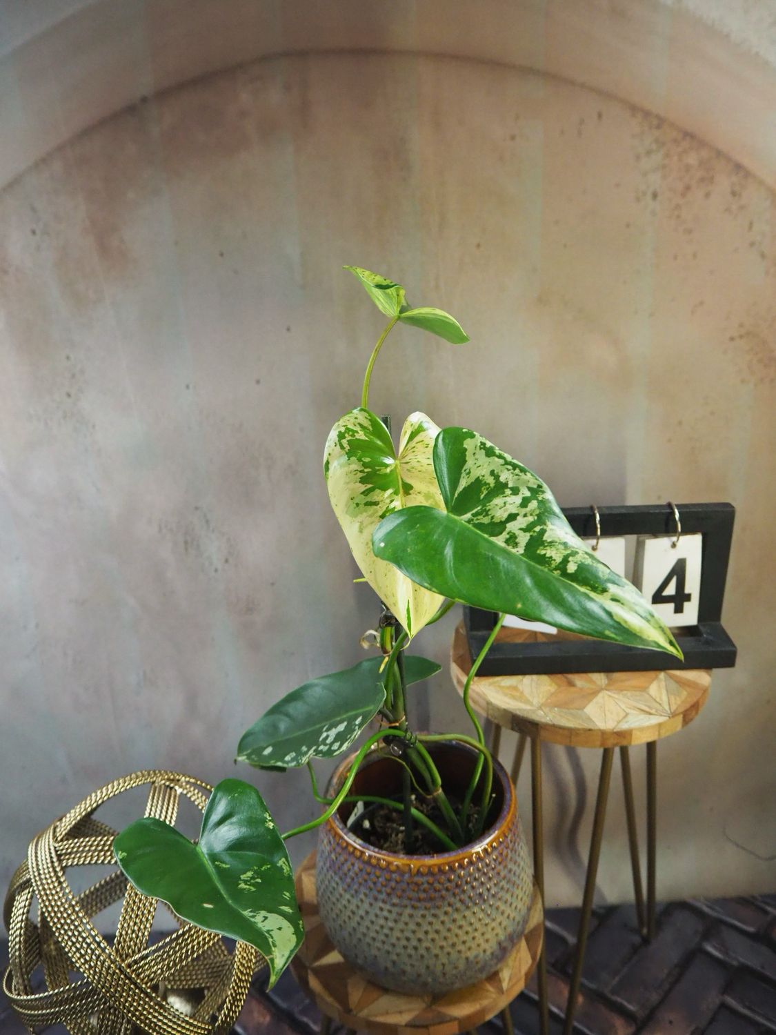 Philodendron Ilsemanii #4 Philodendron Ilsemanii #4