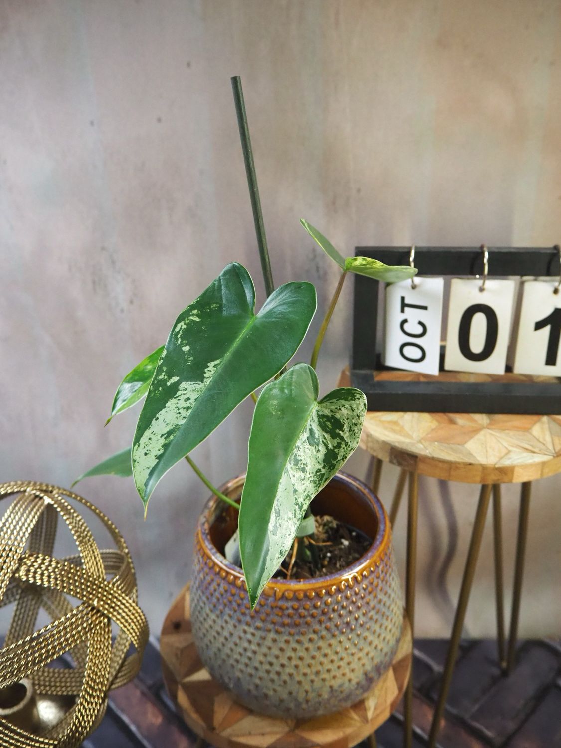 Philodendron Ilsemanii #1 Philodendron Ilsemanii #1