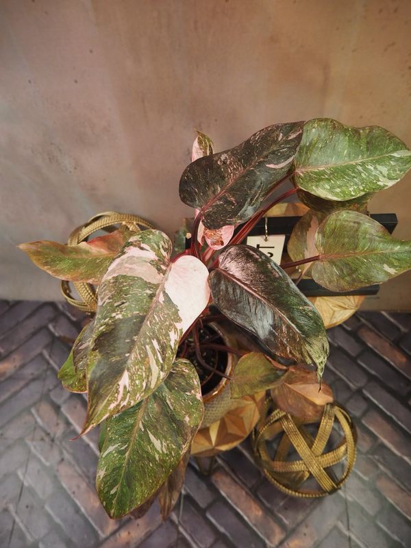 Philodendron Pink Galaxy #3 Philodendron Pink Galaxy #3