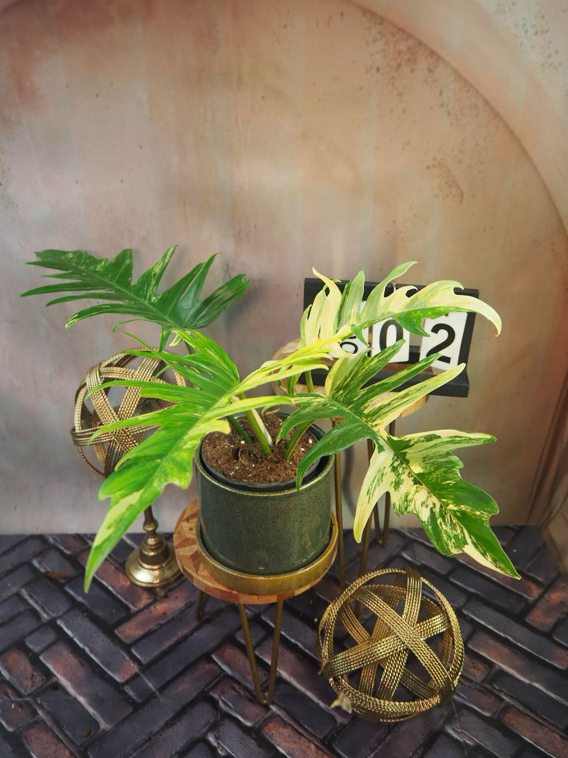 Philodendron Florida Beauty x Tortum #2