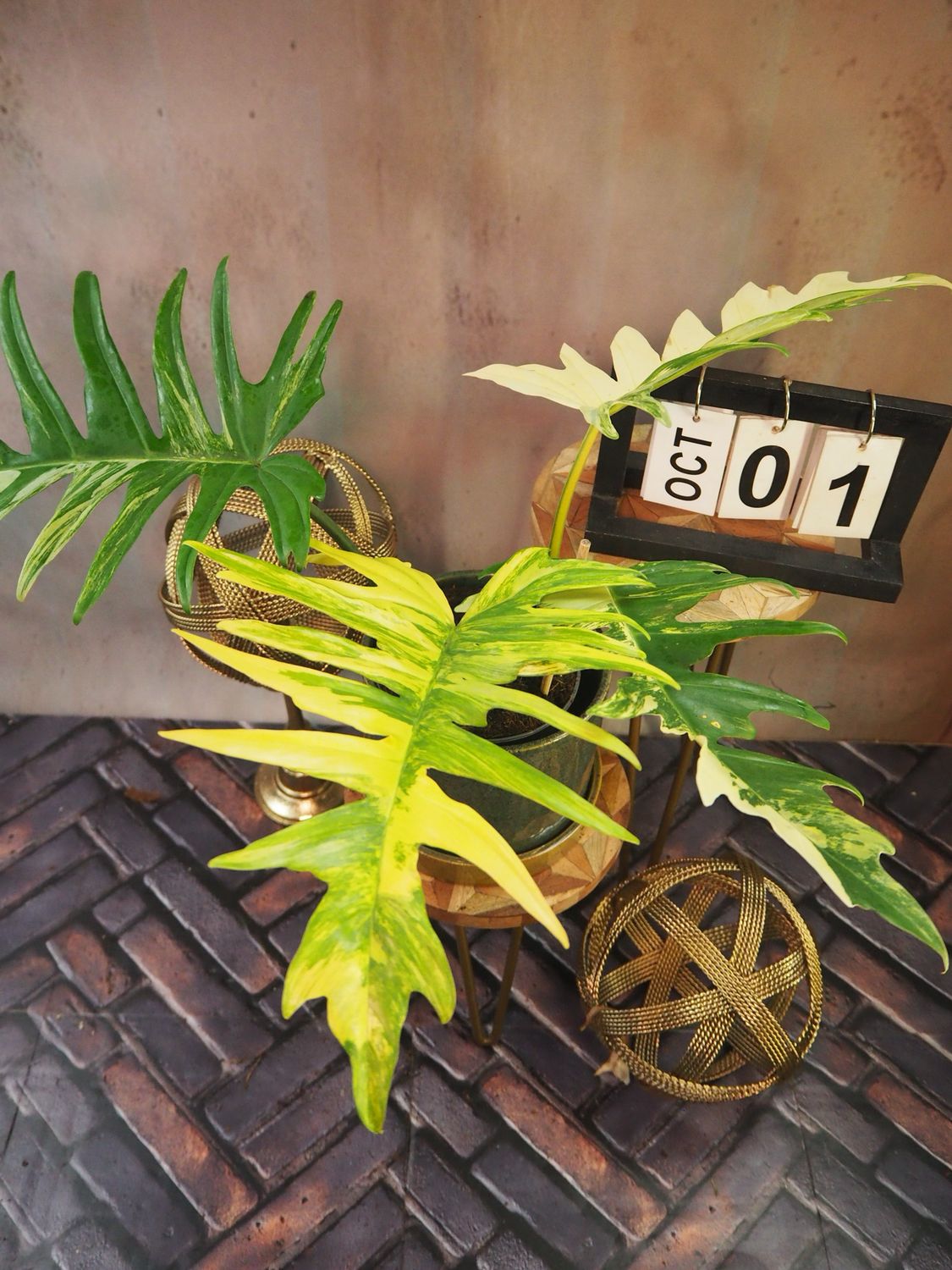 Philodendron Florida Beauty x Tortum #1