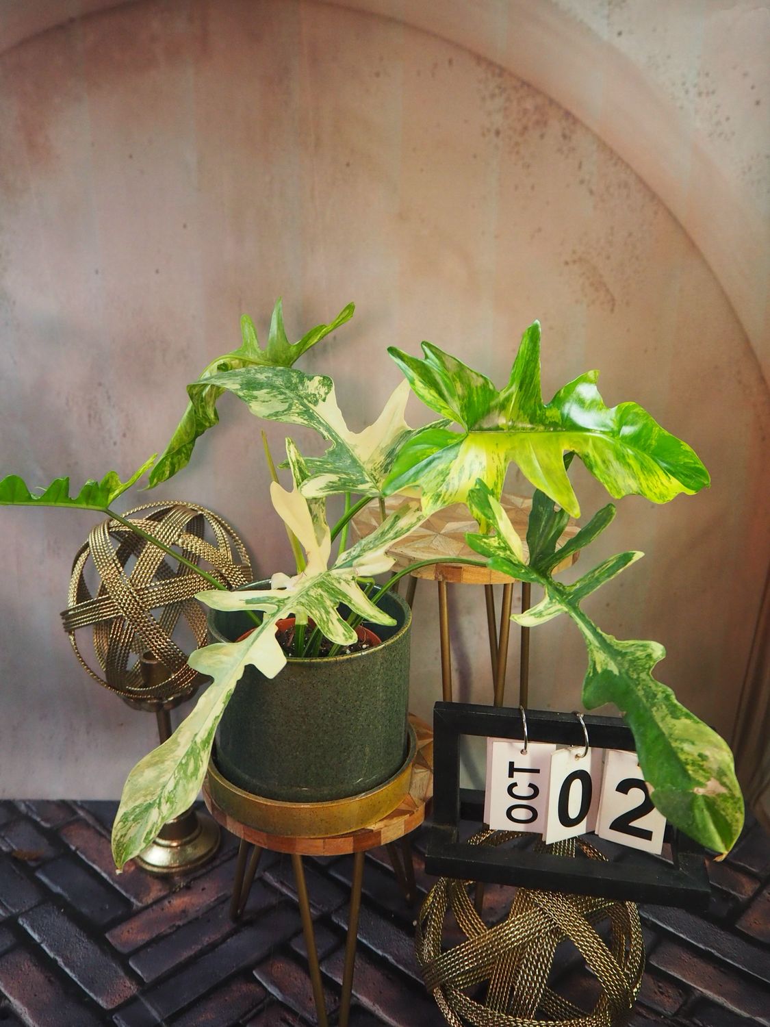 Philodendron ‚Kitina‘ #2