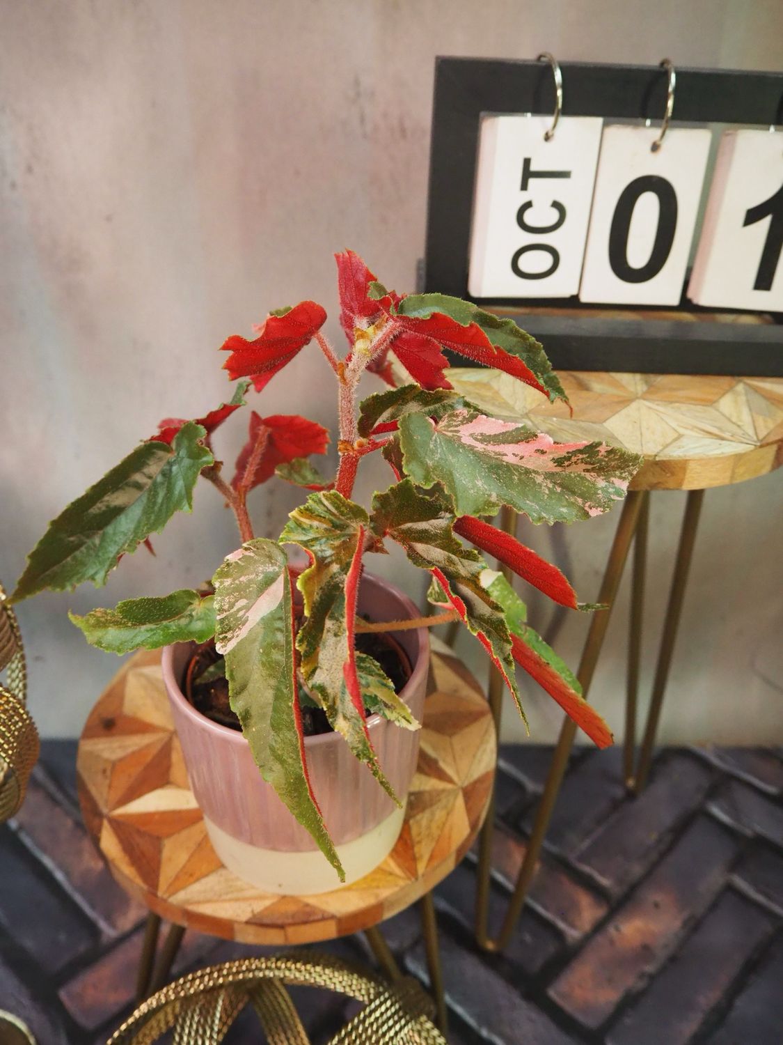 Begonia Ginny Galaxy #1