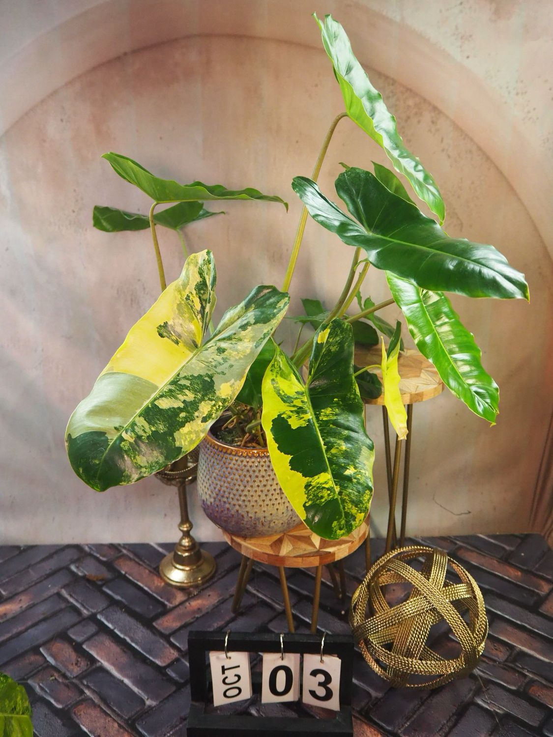 Philodendron Burle Marx Variegata XL #3 Philodendron Burle Marx Variegata XL #3