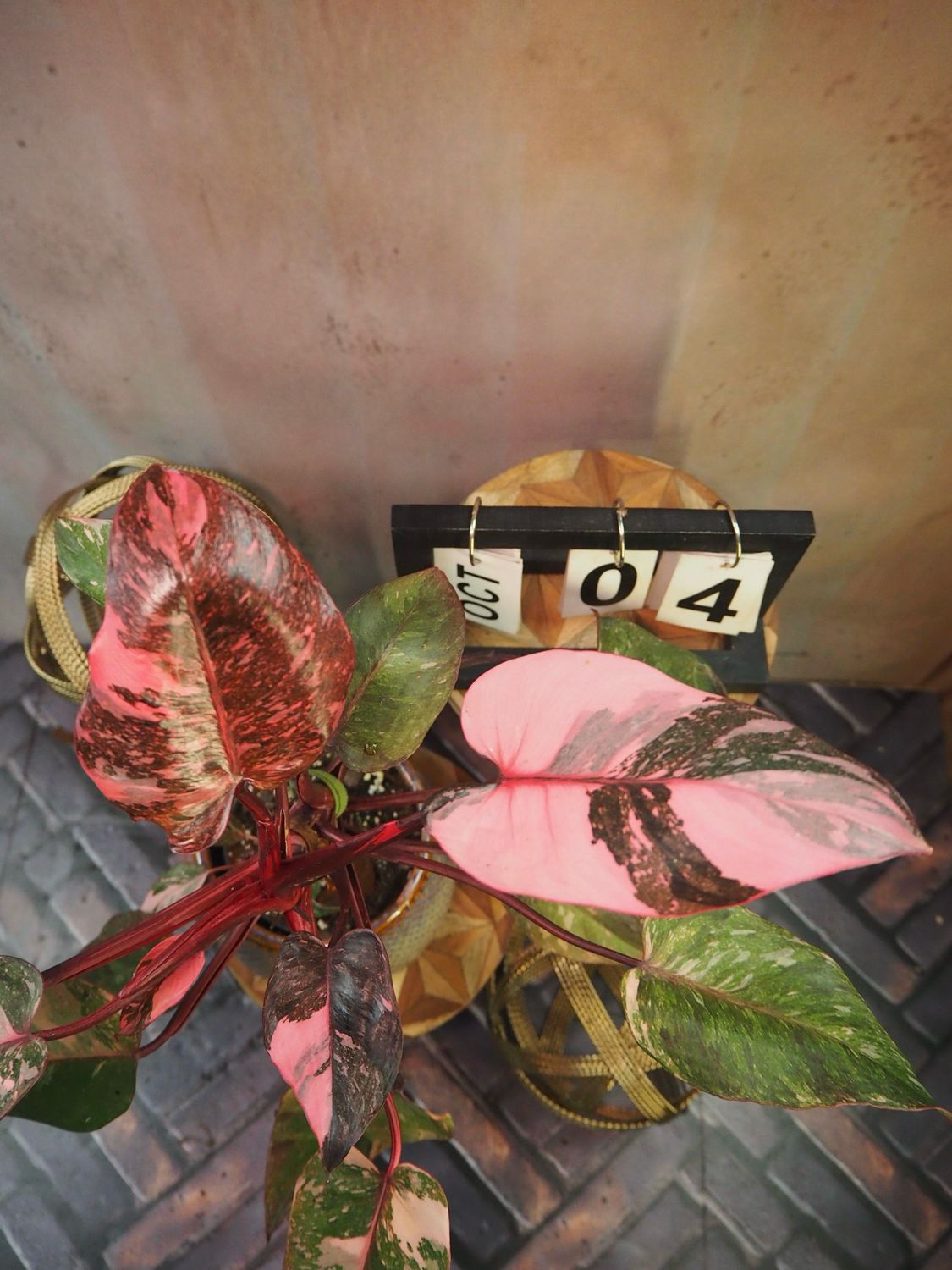 Philodendron Pink Galaxy #4 Philodendron Pink Galaxy #4