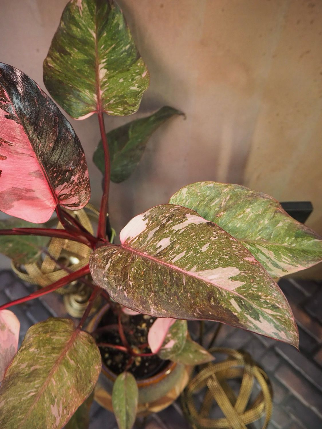 Philodendron Pink Galaxy #2 Philodendron Pink Galaxy #2