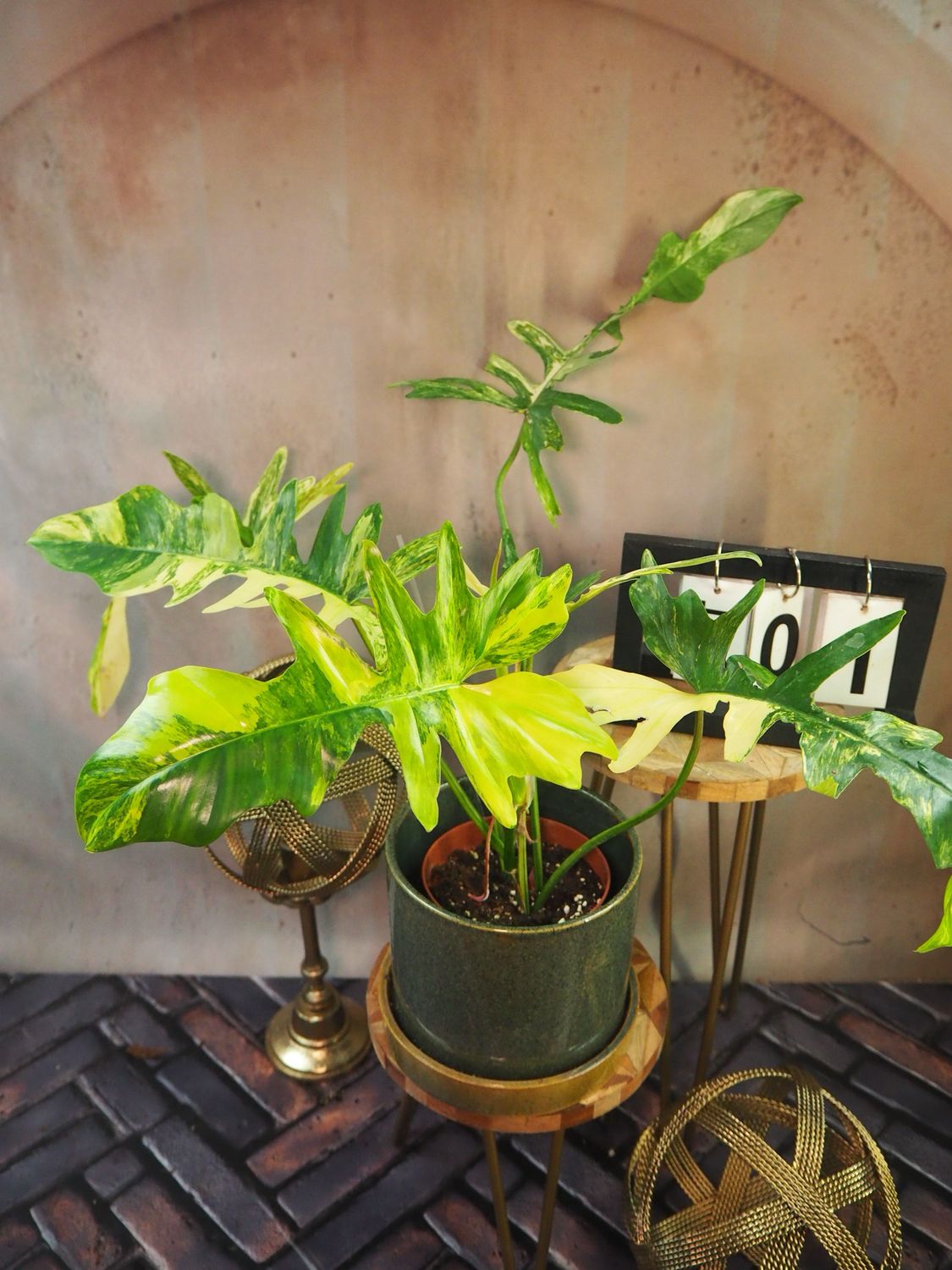 Philodendron ‚Kitina‘ #1