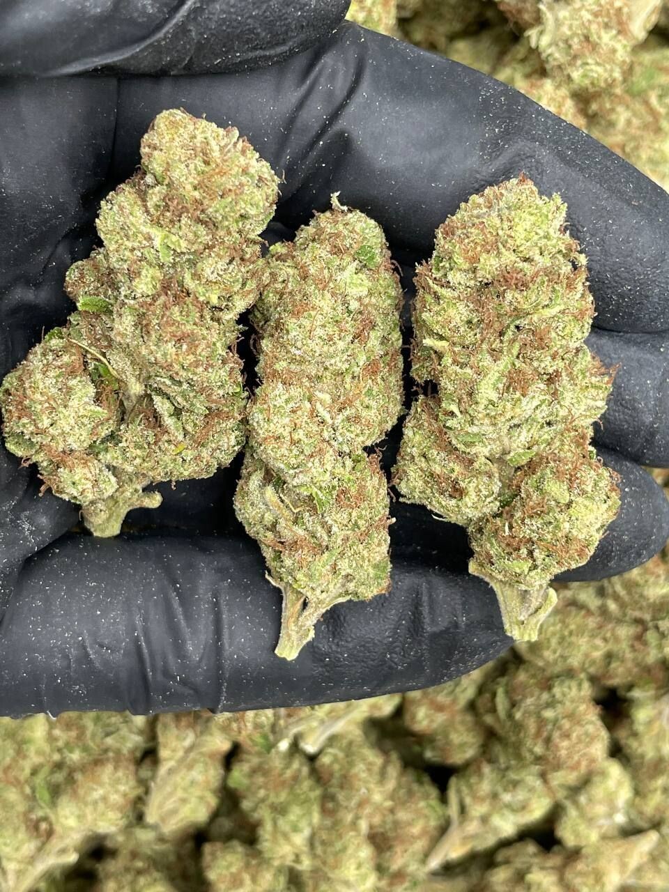 Gelonade, Zkittles x Platinum Cherry,  Dragon OG