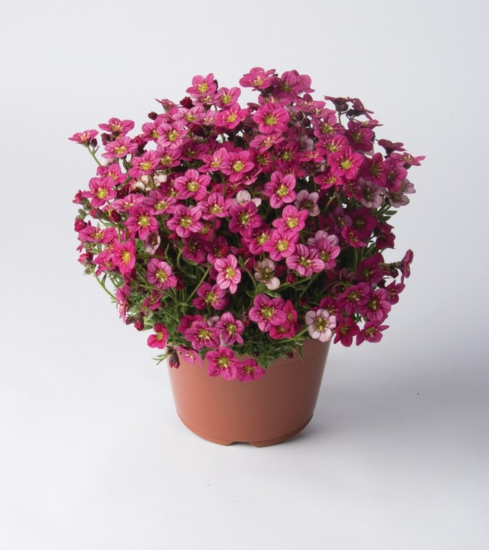 Skalnica różowa Saxifraga