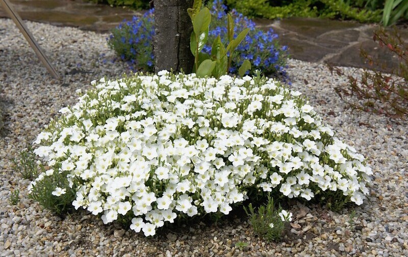 &#39;Mont Blanc&#39; Piaskowiec górski Arenaria