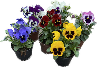 Bratki wielkokwiatowe Pakiet kolorów