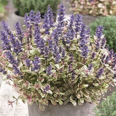 Dąbrówka &#39;Princess Nadia&#39; Ajuga