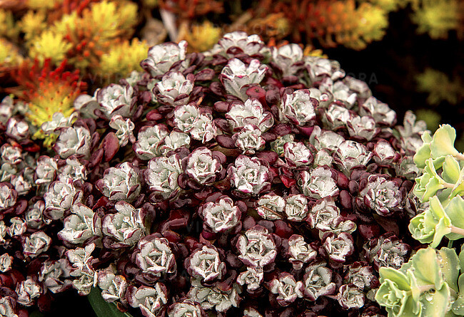 Rozchodnik Sedum &#39;Purpureum&#39;