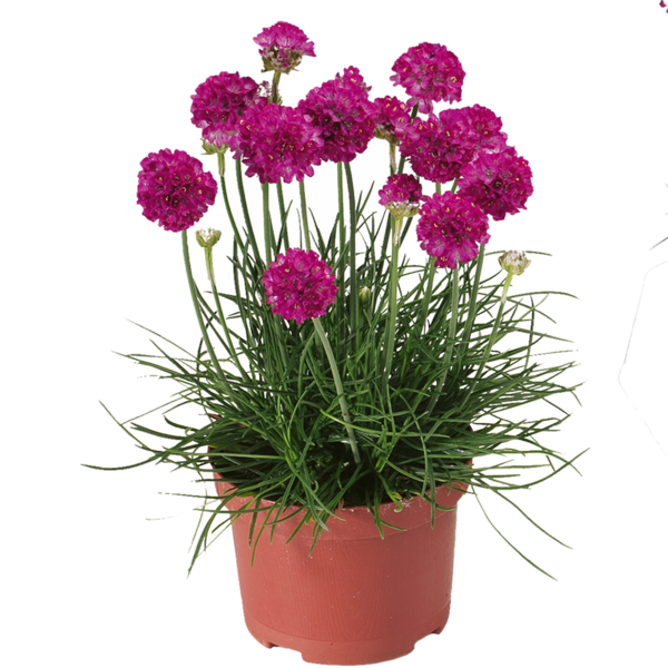 Zawciąg różowy Armeria 'Armada Rose'