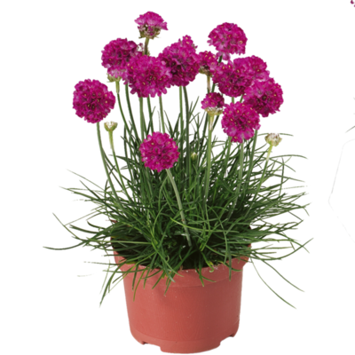 Zawciąg różowy Armeria 'Armada Rose' Zawciąg różowy Armeria 'Armada Rose'