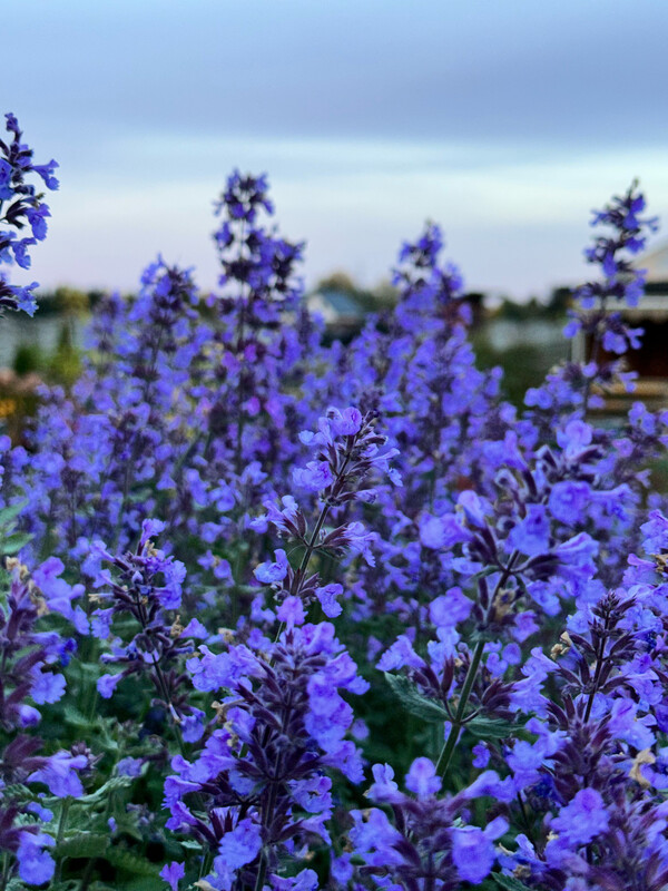 &#39;Walker&#39;s Low&#39; Kocimiętka Nepeta