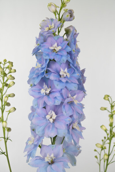 Ostróżka Jasno Niebieska ’Excalibur Light Blue’ Delphinium