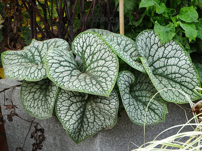 Brunera ’Sea Heart’ Brunnera
