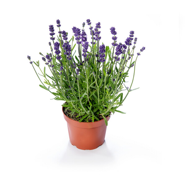 ’Blue Scent™' Lawenda Lavandula