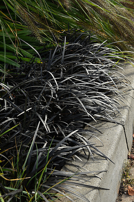 Konwalnik &#39;Nigrescens&#39; Ophiopogon