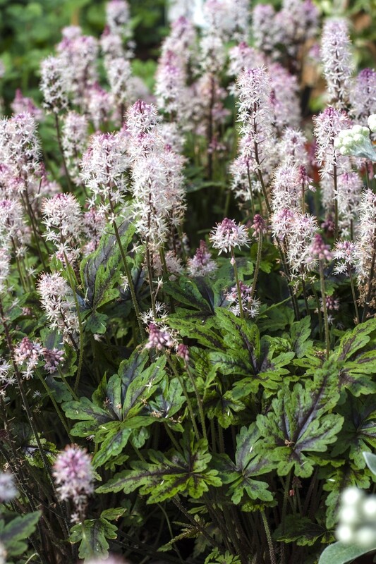 Żuraweczka Heucherella &#39;Angel Wings&#39;