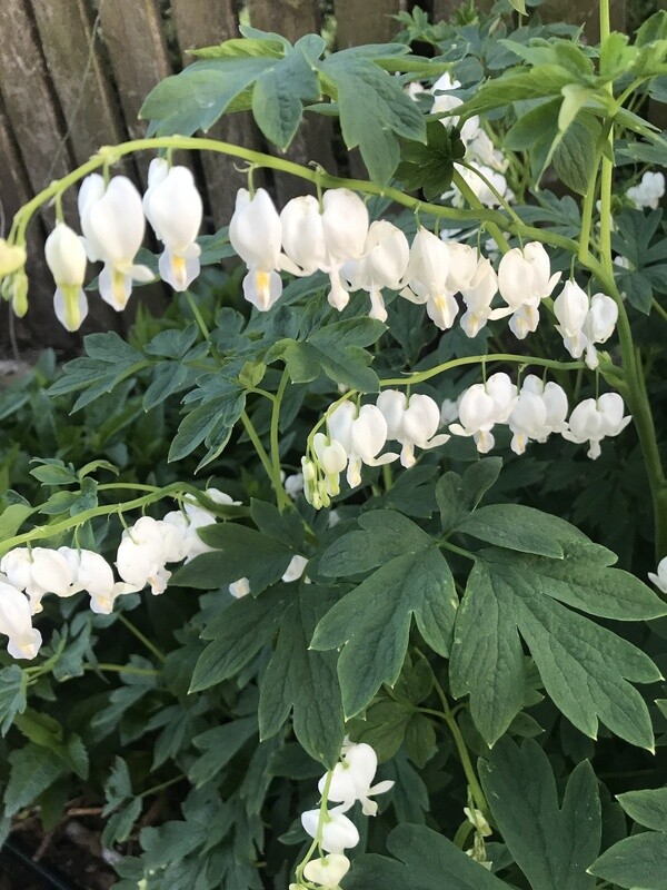 Serduszka biała 'Alba' Diacentra