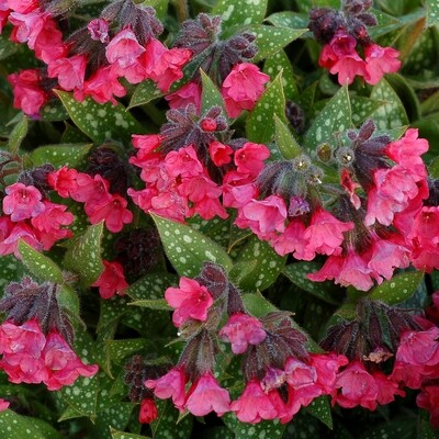 Miodunka różowa ’Shrimp on The Barbie’ Pulmonaria