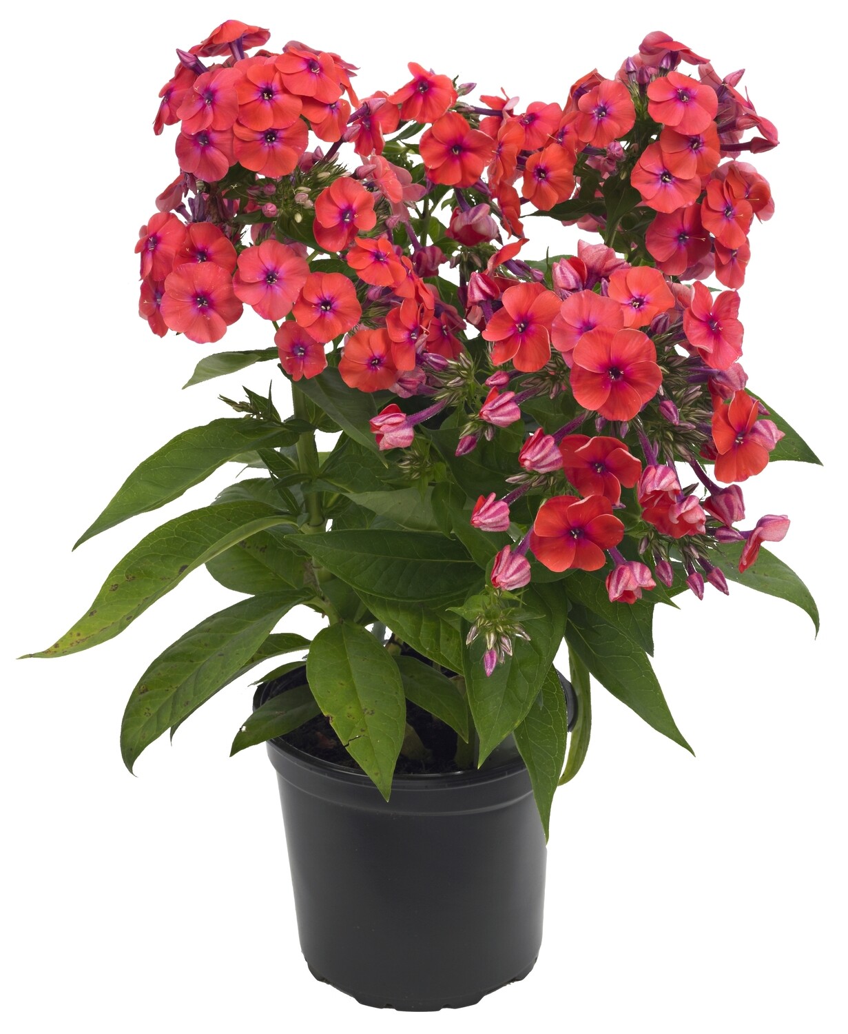 &#39;Flame® Coral&#39; Floks wiechowaty Phlox paniculata