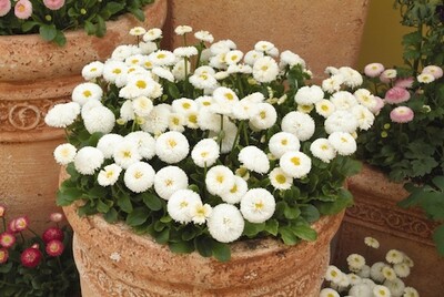 Stokrotki białe Stokrotka