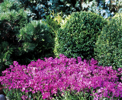 Gęsiówka 'Deep Rose' Arabis