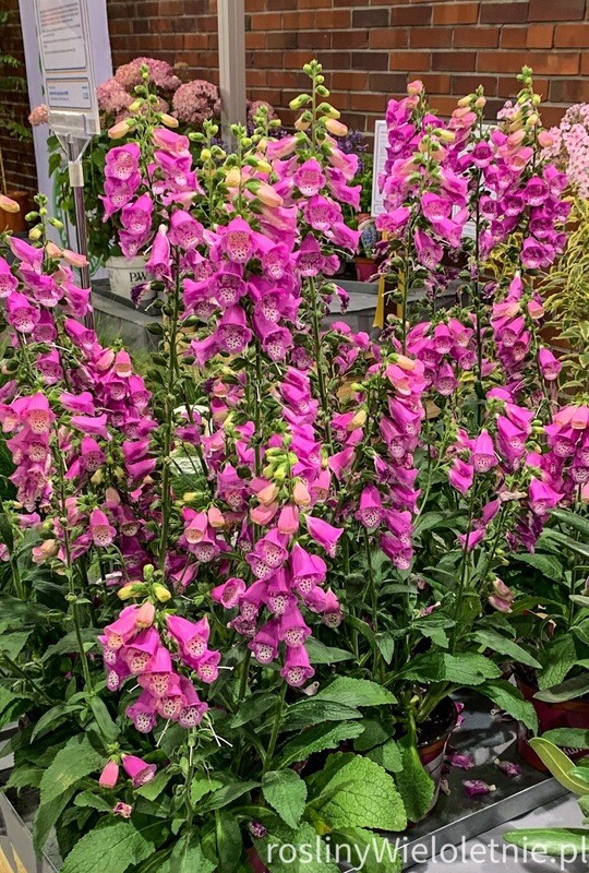 Naparstnica różowa pantera &#39;Pink Panther&#39; Digitalis