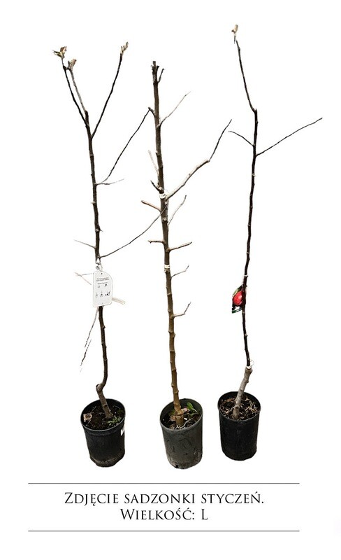 Śliwomorela w doniczce &#39;Plumcot&#39;