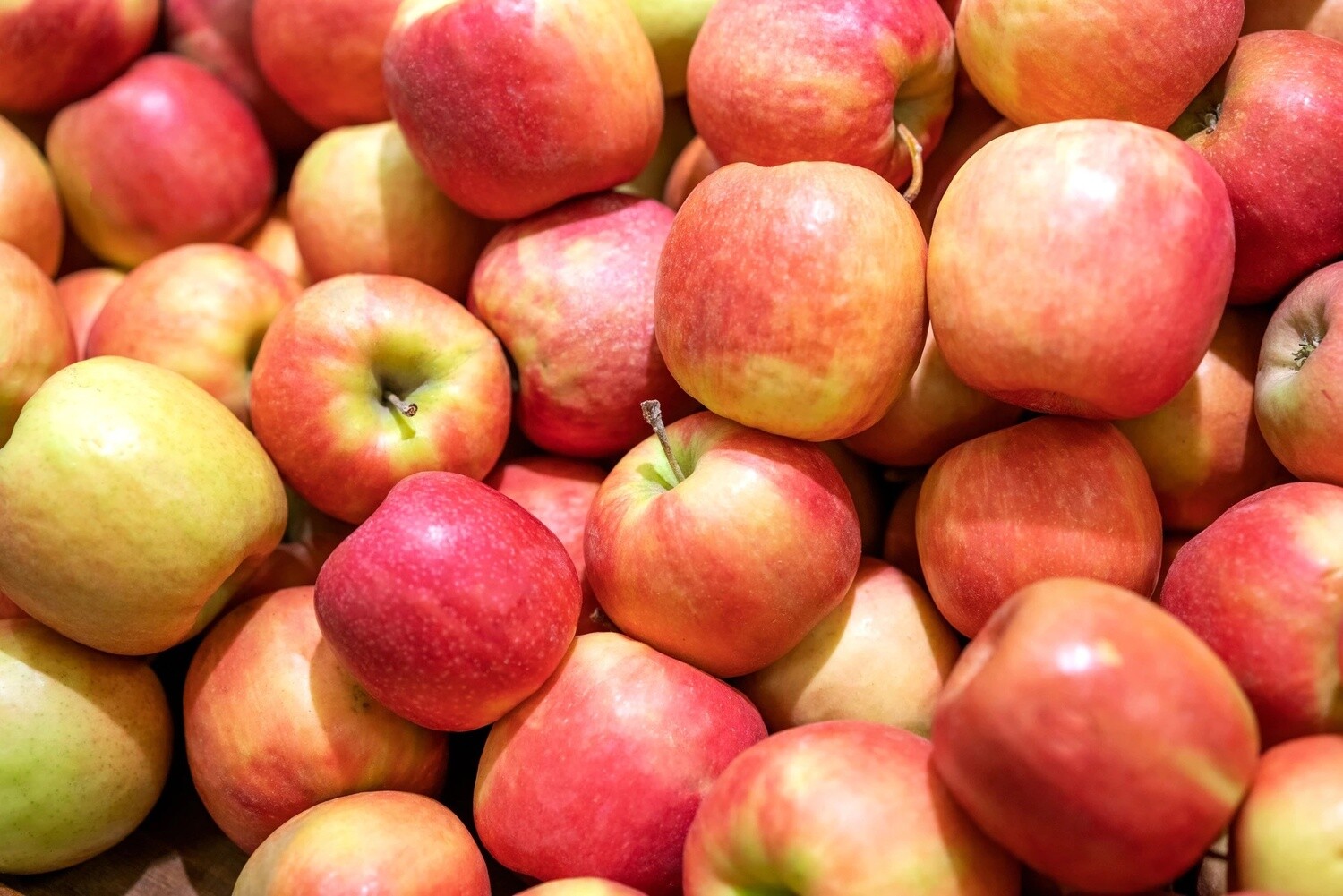 Jabłoń w doniczce jabłonka 'Red Boskop'