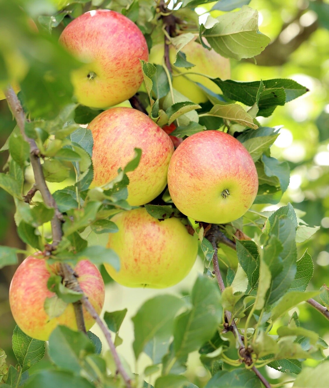 Jabłoń w doniczce jabłonka 'Złota Reneta'