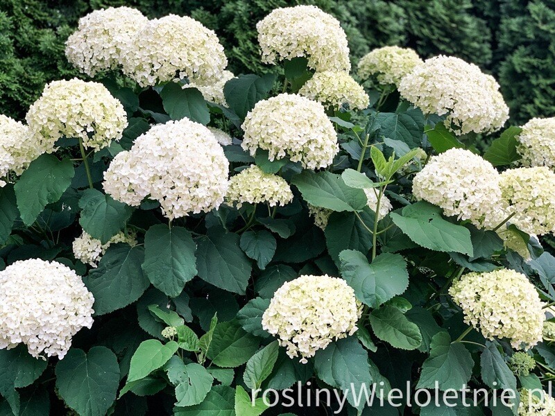 Hortensja drzewiasta ’Annabelle&#39; Hydrangea arborescens
