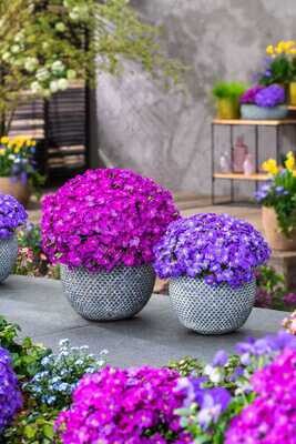 Żagwin Neonowy róż Aubrieta