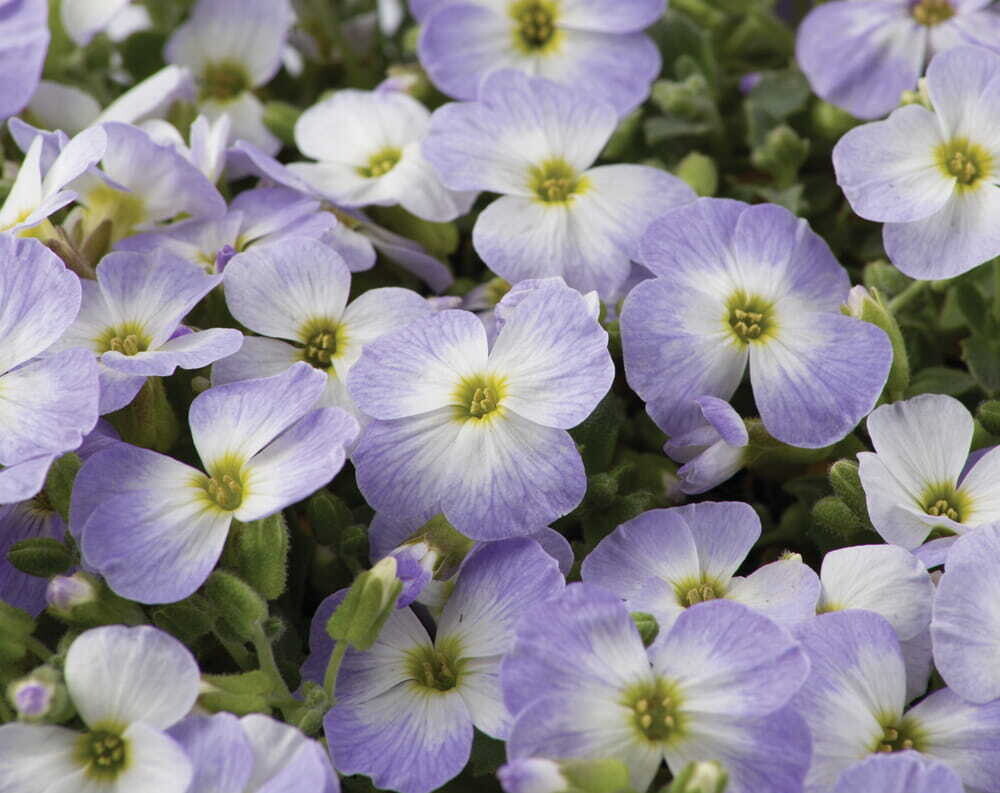 Żagwin błękitno- biały &#39;Blue Blush Bicolor&#39; Aubrieta