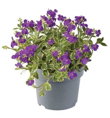 'Dr. Mules Variegated' Żagwin o ozdobnych liściach Aubrieta