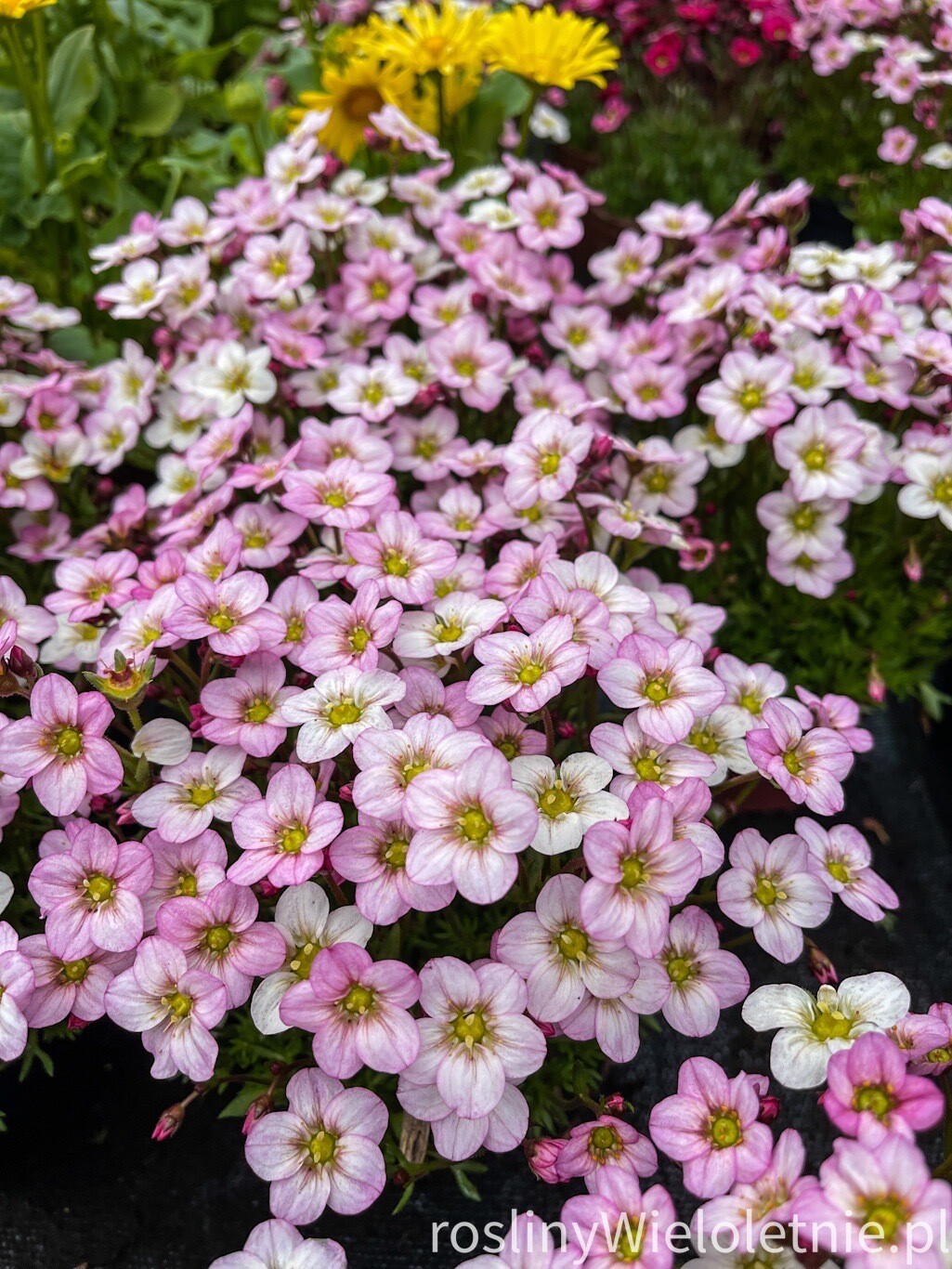 Skalnica Kwiat Jabłoni Saxifraga &#39;Appleblossom&#39;