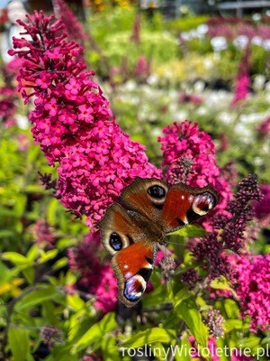Budleja Dawida czerwona &#39;Prince Charming&#39; Buddleja davidii