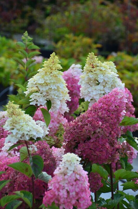 Hortensja bukietowa &#39;Fraise Melba&#39;® Renba Hydrangea paniculata