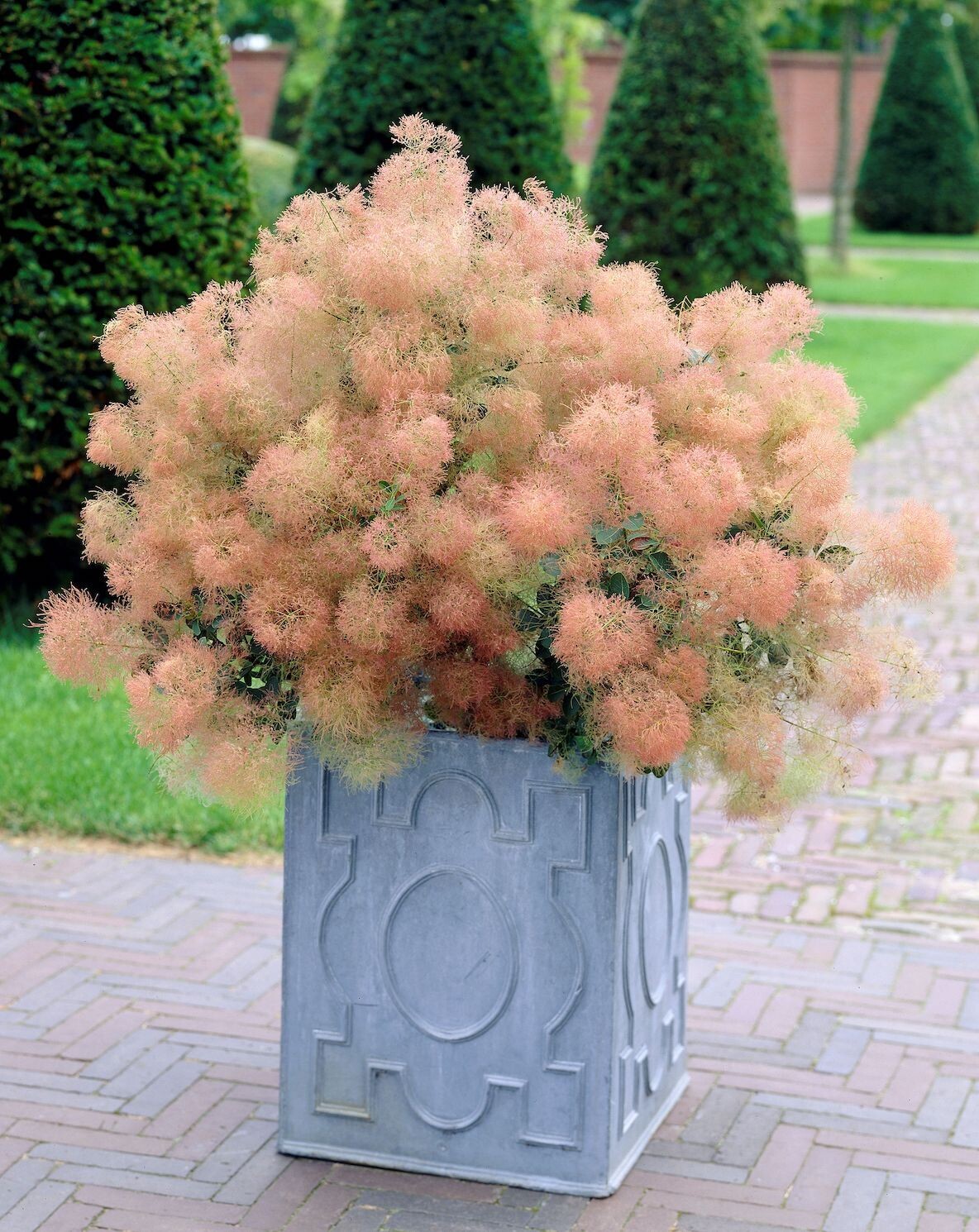 Perukowiec podolski Cotinus &#39;Young Lady&#39;